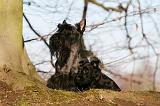SCOTTISH TERRIER 092